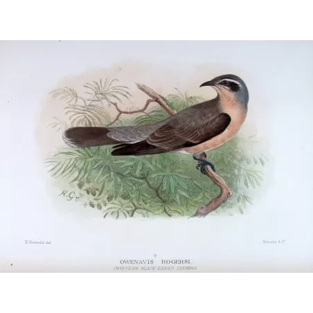Western Black-eared Cuckoo – Henrik Grønvold – The Birds of Australia