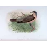Western Black-eared Cuckoo (*Owenavis rogersi*) – Original lithograph by Henrik Grønvold, Mathews (1910–27)