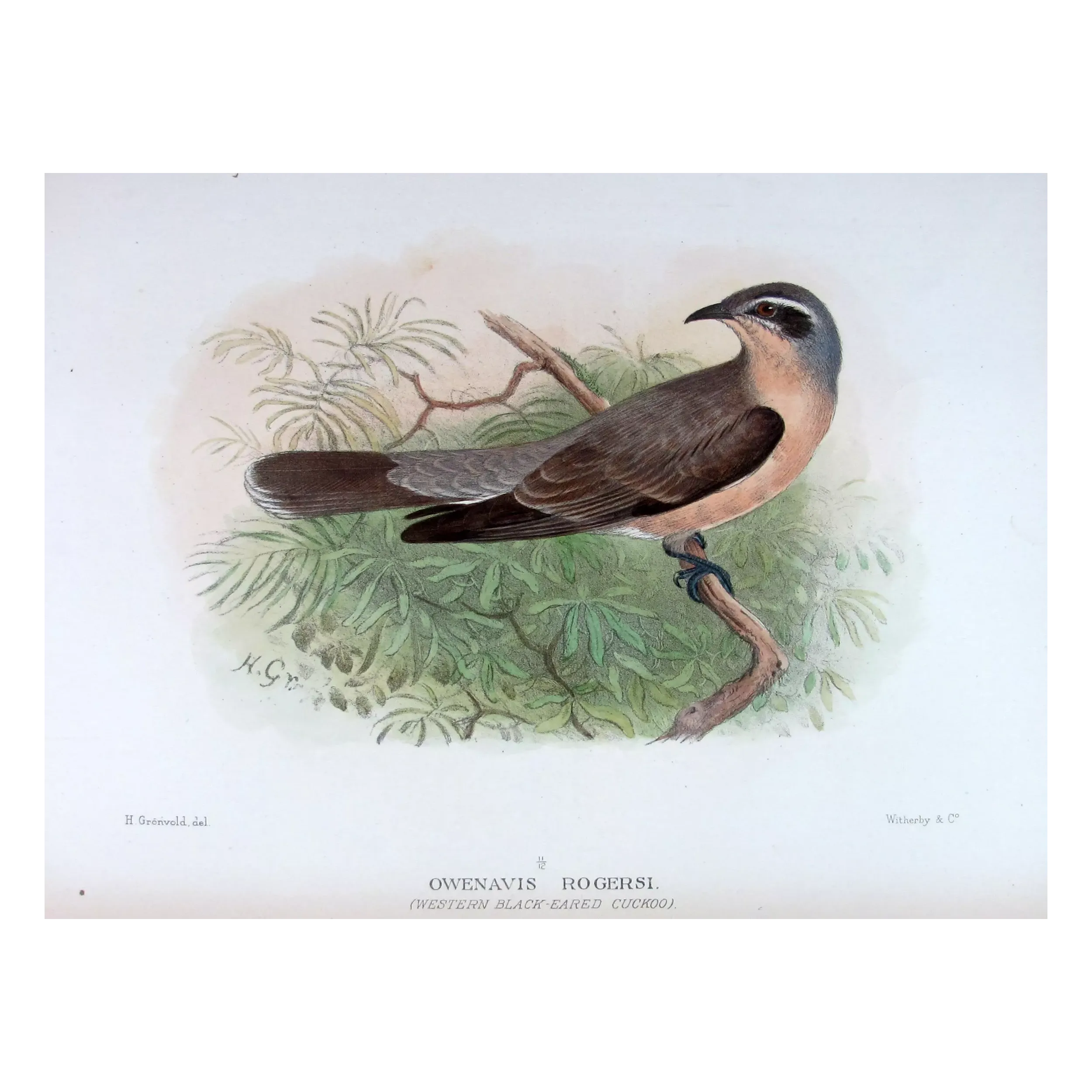 Western Black-eared Cuckoo – Henrik Grønvold – The Birds of Australia