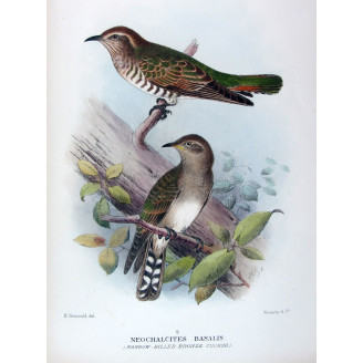Narrow-billed Bronze Cuckoo – Henrik Grønvold – The Birds of Australia