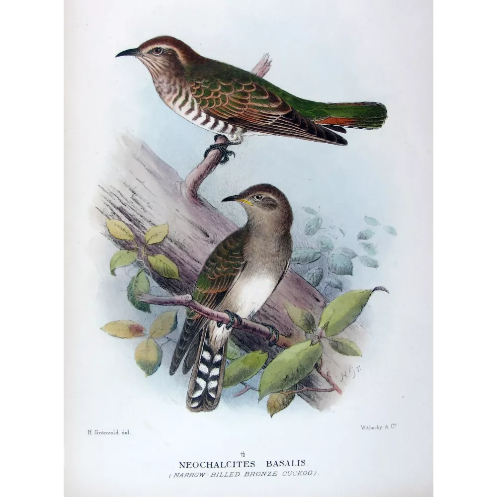 Narrow-billed Bronze Cuckoo – Henrik Grønvold – The Birds of Australia Narrow-billed Bronze Cuckoo – Henrik Grønvold – The Birds of Australia