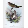 Narrow-billed Bronze Cuckoo (*Neochalcites basalis*) – Original lithograph by Henrik Grønvold, Mathews (1910–27)