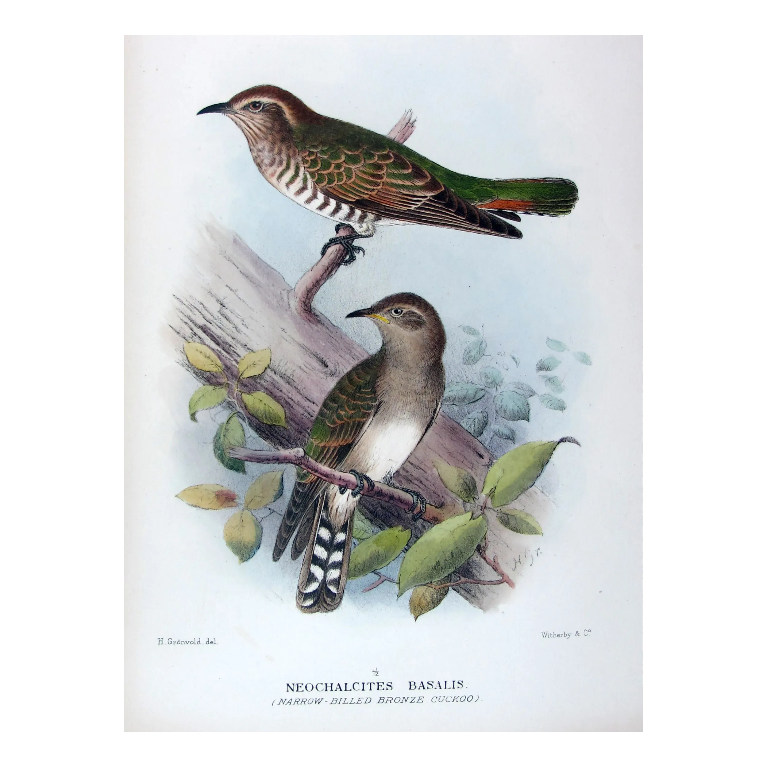 Narrow-billed Bronze Cuckoo – Henrik Grønvold – The Birds of Australia