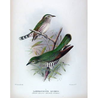 Broad-billed Bronze Cuckoo – Henrik Grønvold – The Birds of Australia