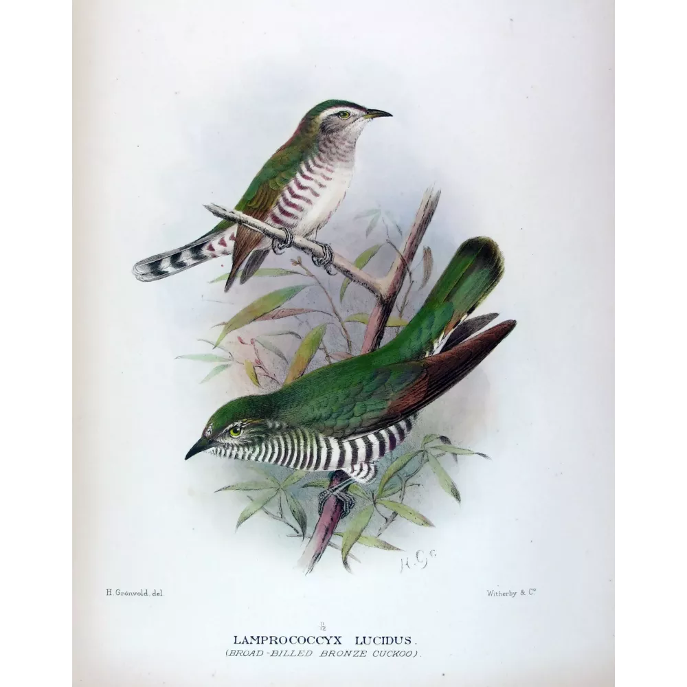 Broad-billed Bronze Cuckoo – Henrik Grønvold – The Birds of Australia Broad-billed Bronze Cuckoo – Henrik Grønvold – The Birds of Australia
