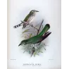 Broad-billed Bronze Cuckoo (*Lamprococcyx lucidus*) – Original lithograph by Henrik Grønvold, Mathews (1910–27)