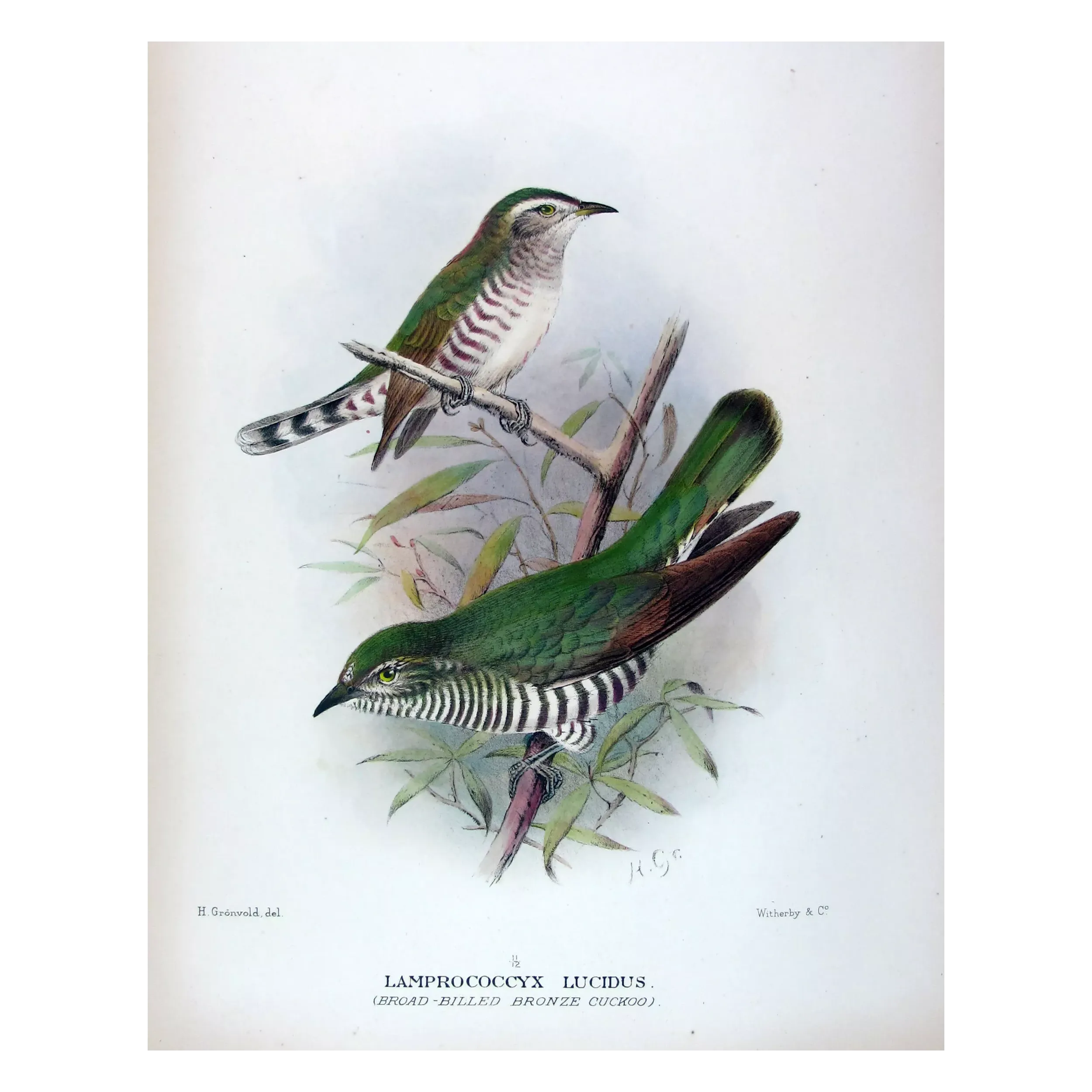 Broad-billed Bronze Cuckoo – Henrik Grønvold – The Birds of Australia