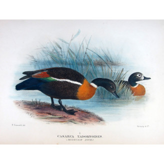 Mountain Duck by Henrik Grønvold – Birds of Australia
