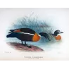 Mountain Duck (*Casarca tadornoides*) – Original lithograph by Henrik Grønvold, Mathews (1910–27)