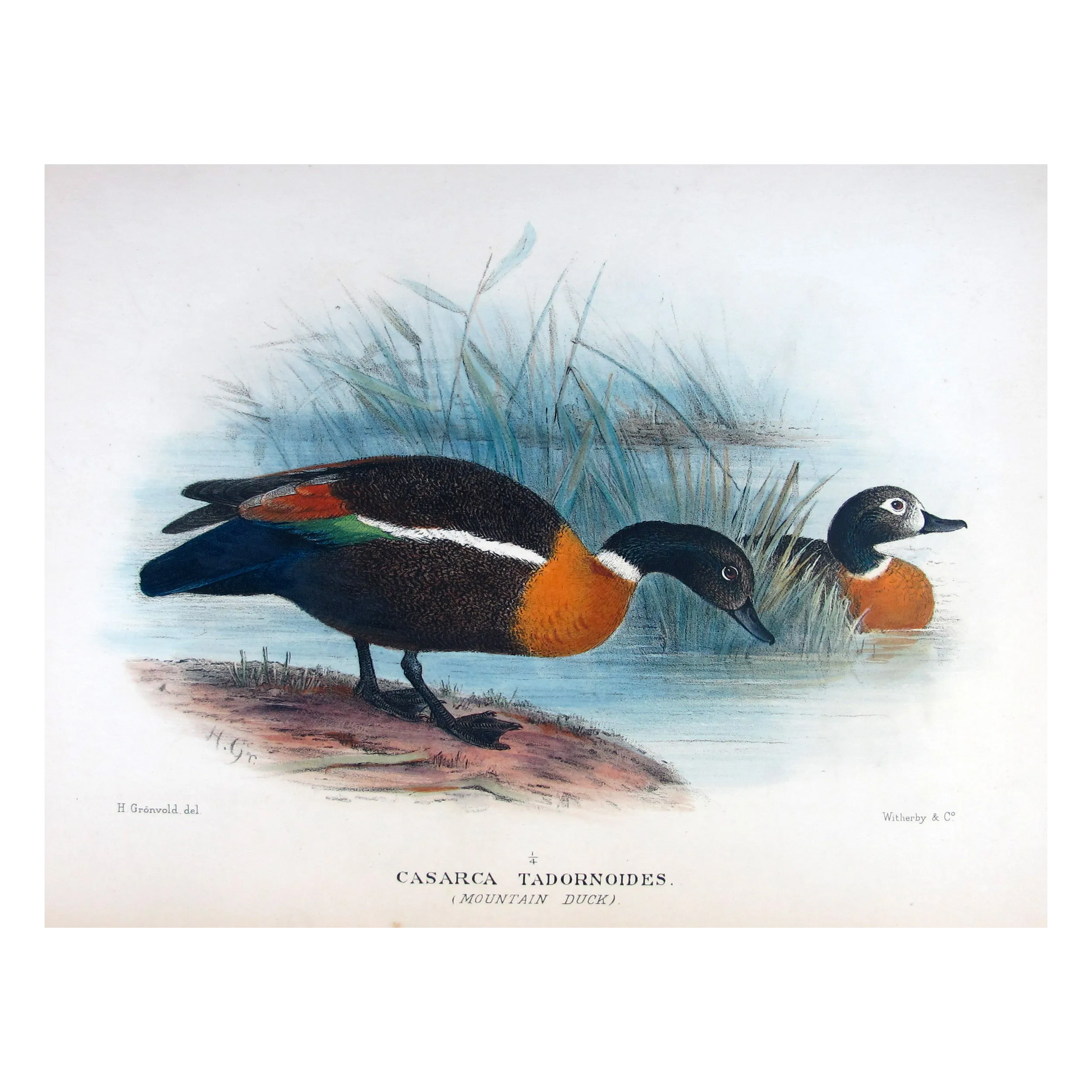 Mountain Duck by Henrik Grønvold – Birds of Australia