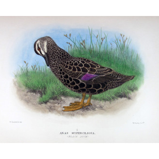 Black Duck by H. Goodchild – Birds of Australia