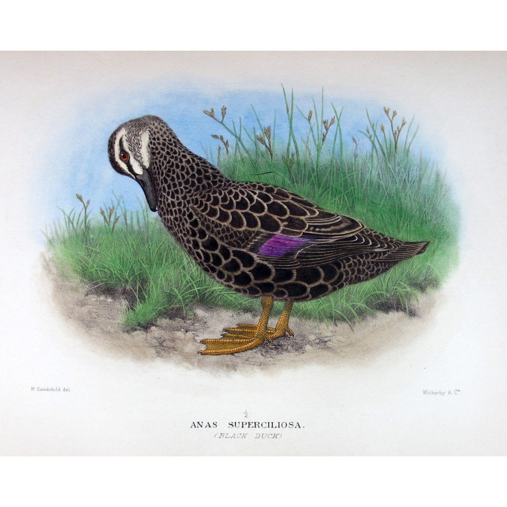Black Duck by H. Goodchild – Birds of Australia Black Duck by H. Goodchild – Birds of Australia
