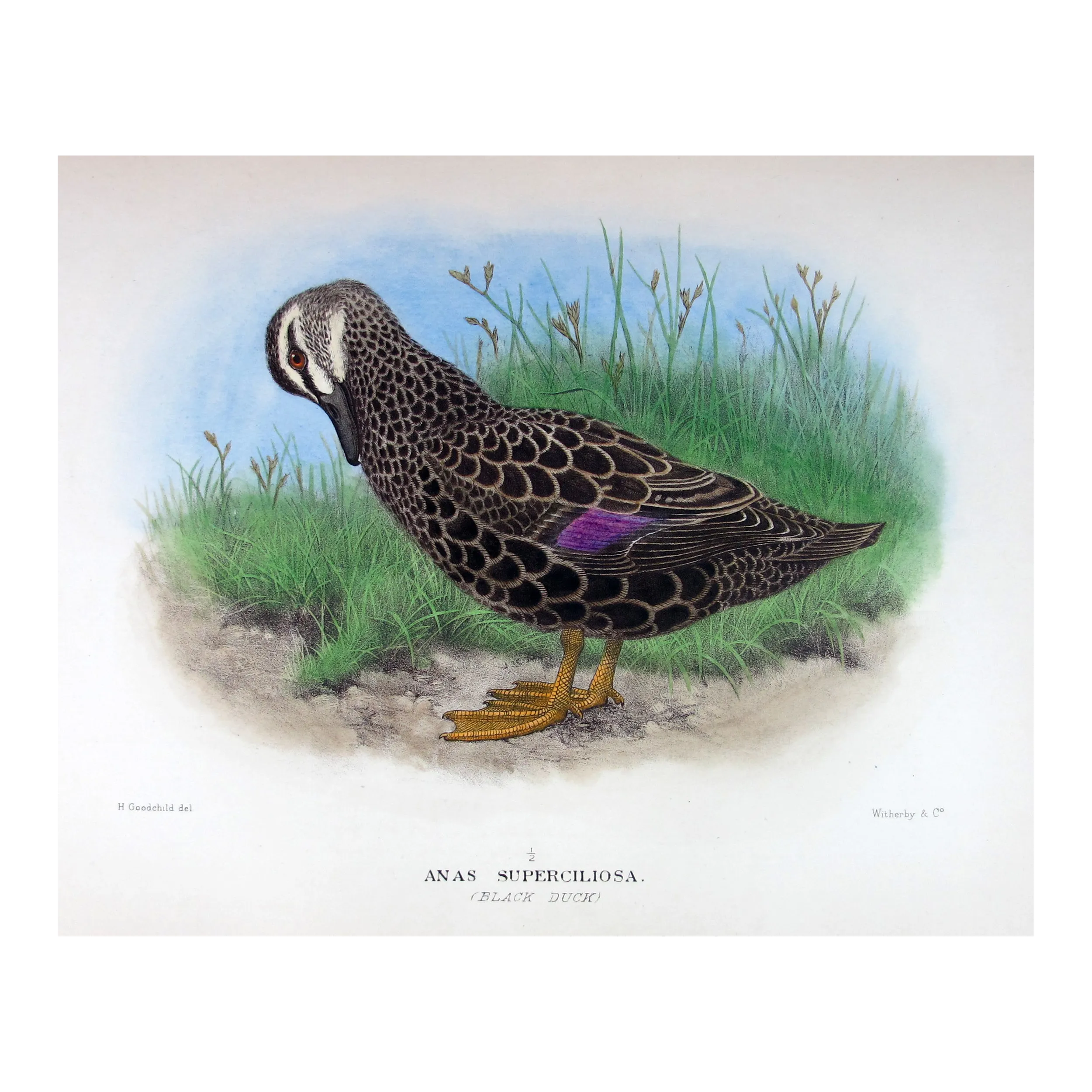 Black Duck by H. Goodchild – Birds of Australia