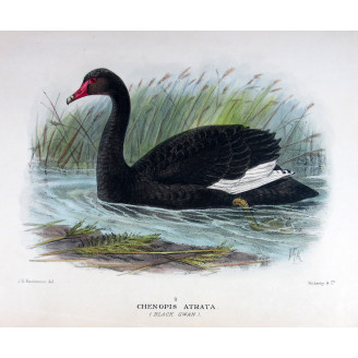 Black Swan by J.G. Keulemans – Birds of Australia