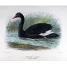 Black Swan (*Chenopis atrata*) – Original lithograph by J.G. Keulemans, Mathews (1910–27)