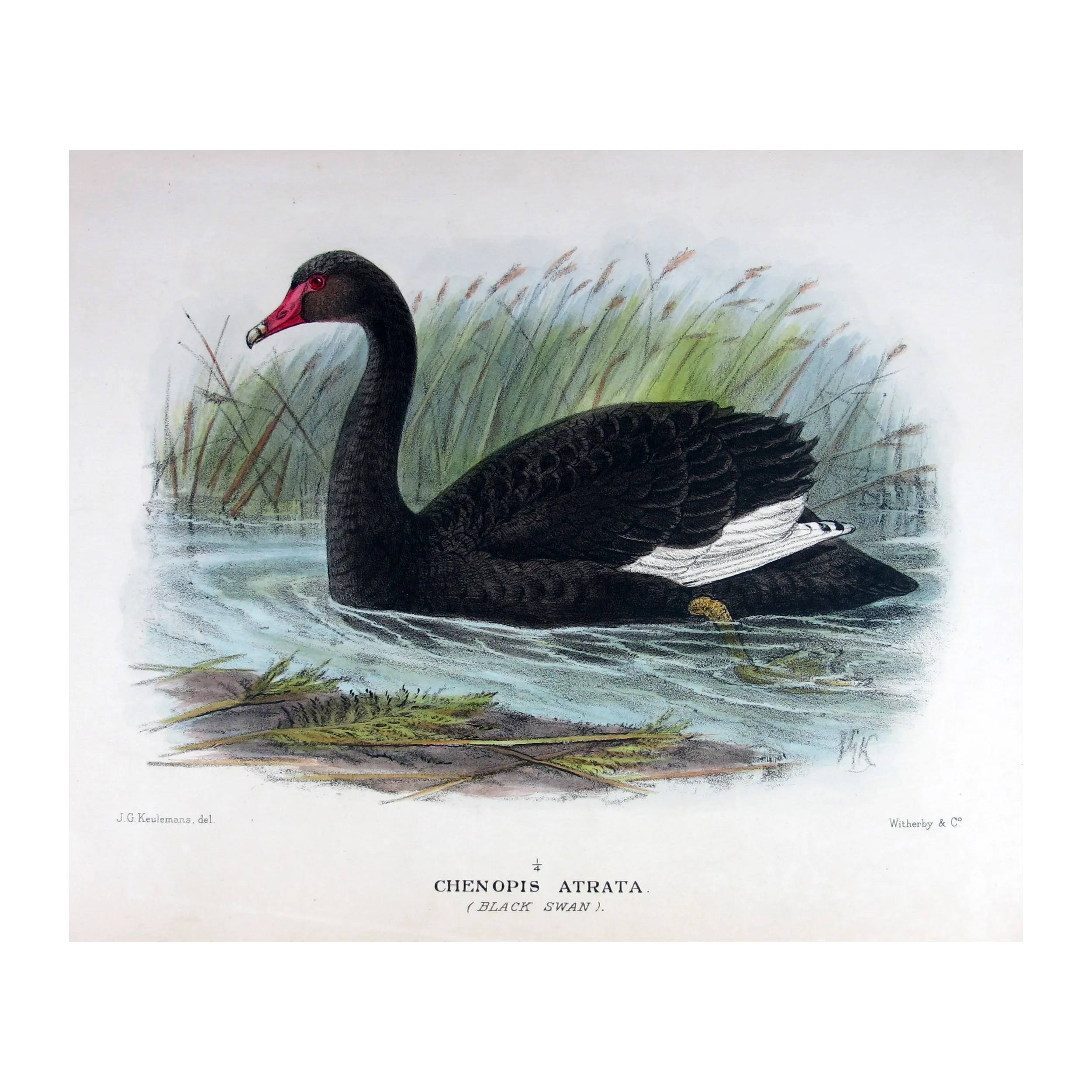 Black Swan by J.G. Keulemans – Birds of Australia