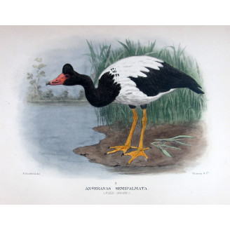 Pied Goose by H. Goodchild – Birds of Australia