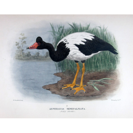 Pied Goose by H. Goodchild – Birds of Australia