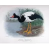 Pied Goose (*Anseranas semipalmata*) – Original lithograph by H. Goodchild, Mathews (1910–27)