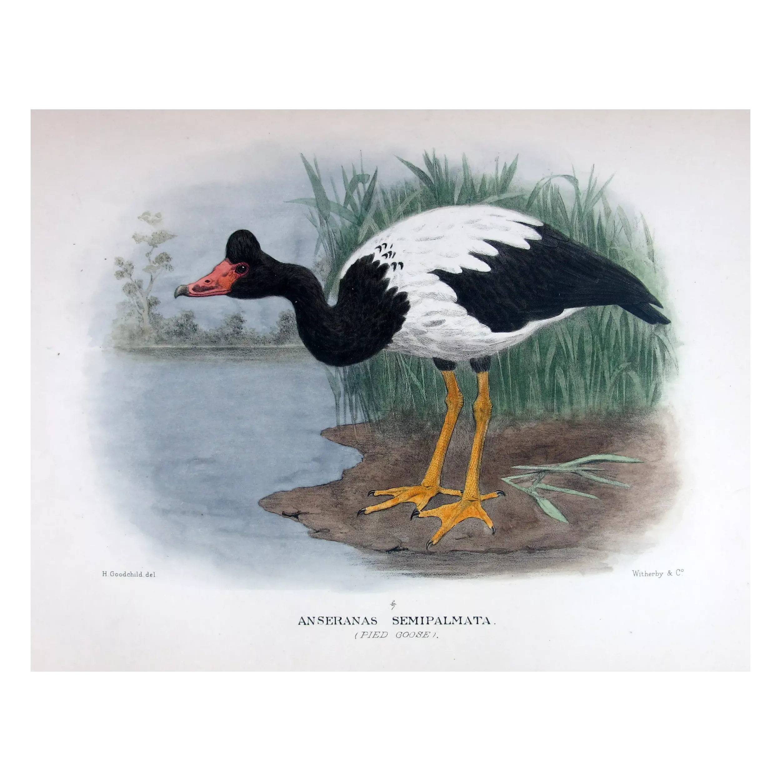 Pied Goose by H. Goodchild – Birds of Australia