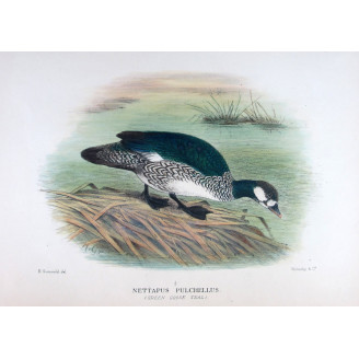 Green Goose Teal by Henrik Grønvold – Birds of Australia