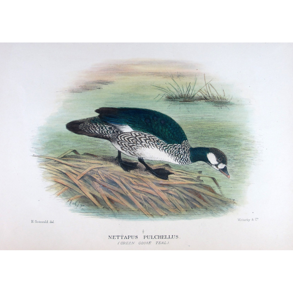 Green Goose Teal by Henrik Grønvold – Birds of Australia