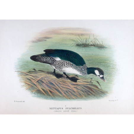 Green Goose Teal by Henrik Grønvold – Birds of Australia