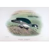 Green Goose Teal (*Nettapus pulchellus*) – Original lithograph by Henrik Grønvold, Mathews (1910–27)