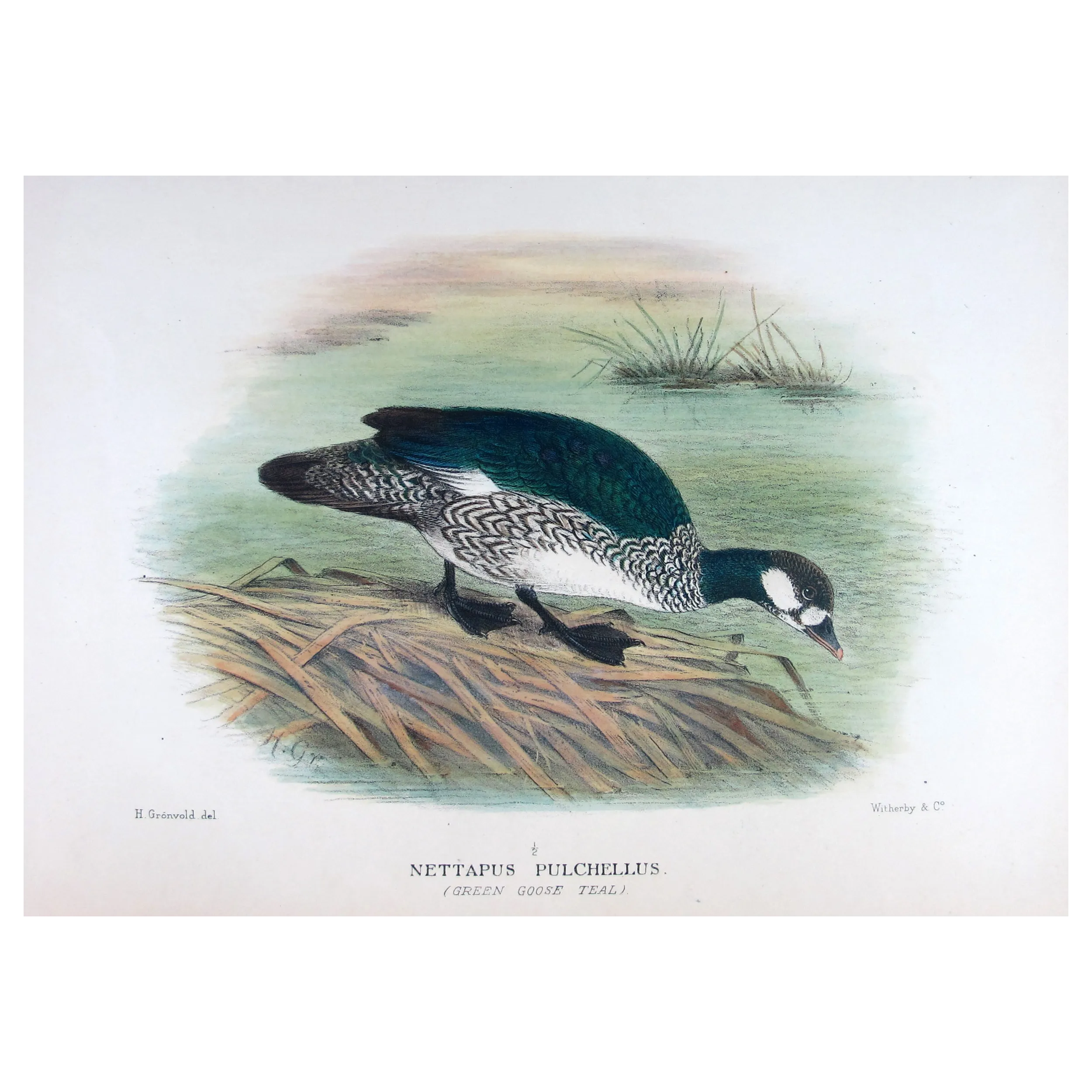 Green Goose Teal by Henrik Grønvold – Birds of Australia