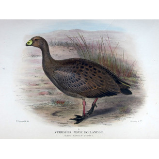 Cape Barren Goose by Henrik Grønvold – Birds of Australia