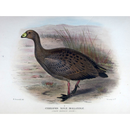 Cape Barren Goose by Henrik Grønvold – Birds of Australia