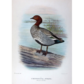 Wood Duck by H. Goodchild – Birds of Australia