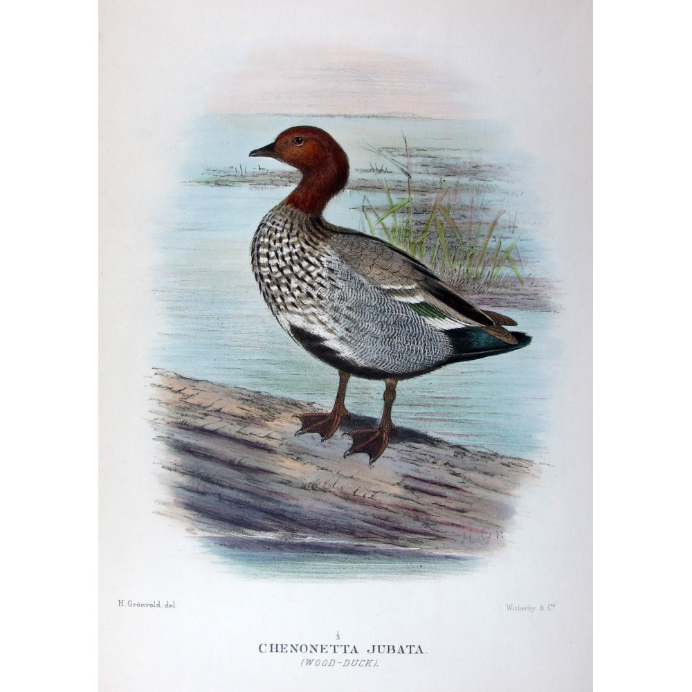 Wood Duck by H. Goodchild – Birds of Australia Wood Duck by H. Goodchild – Birds of Australia
