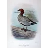 Wood Duck (*Chenonetta jubata*) – Original lithograph by H. Goodchild, Mathews (1910–27)