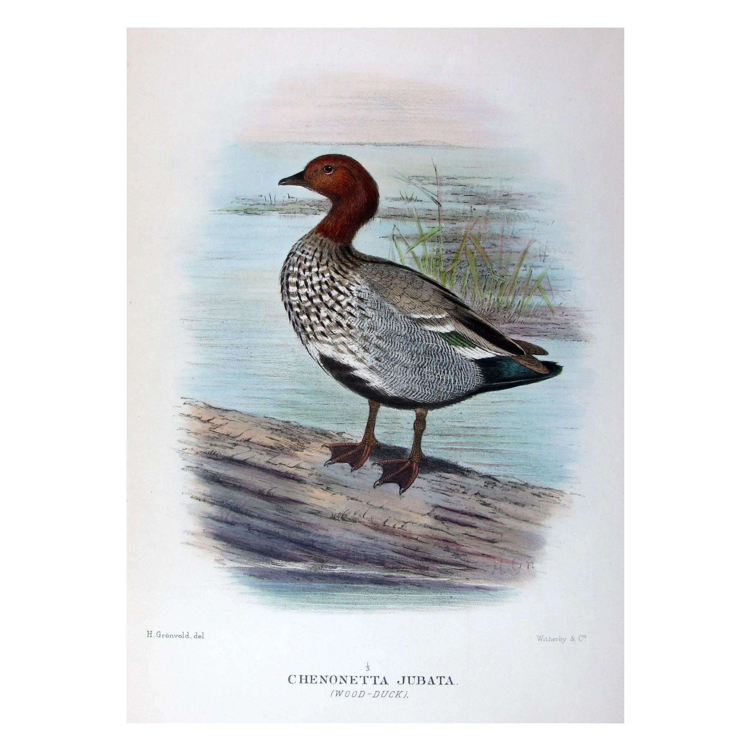 Wood Duck by H. Goodchild – Birds of Australia