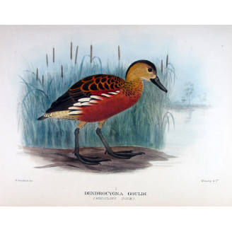 Whistling Duck by H. Goodchild – Birds of Australia