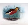 Whistling Duck (*Dendrocygna gouldi*) – Original lithograph by H. Goodchild, Mathews (1910–27)
