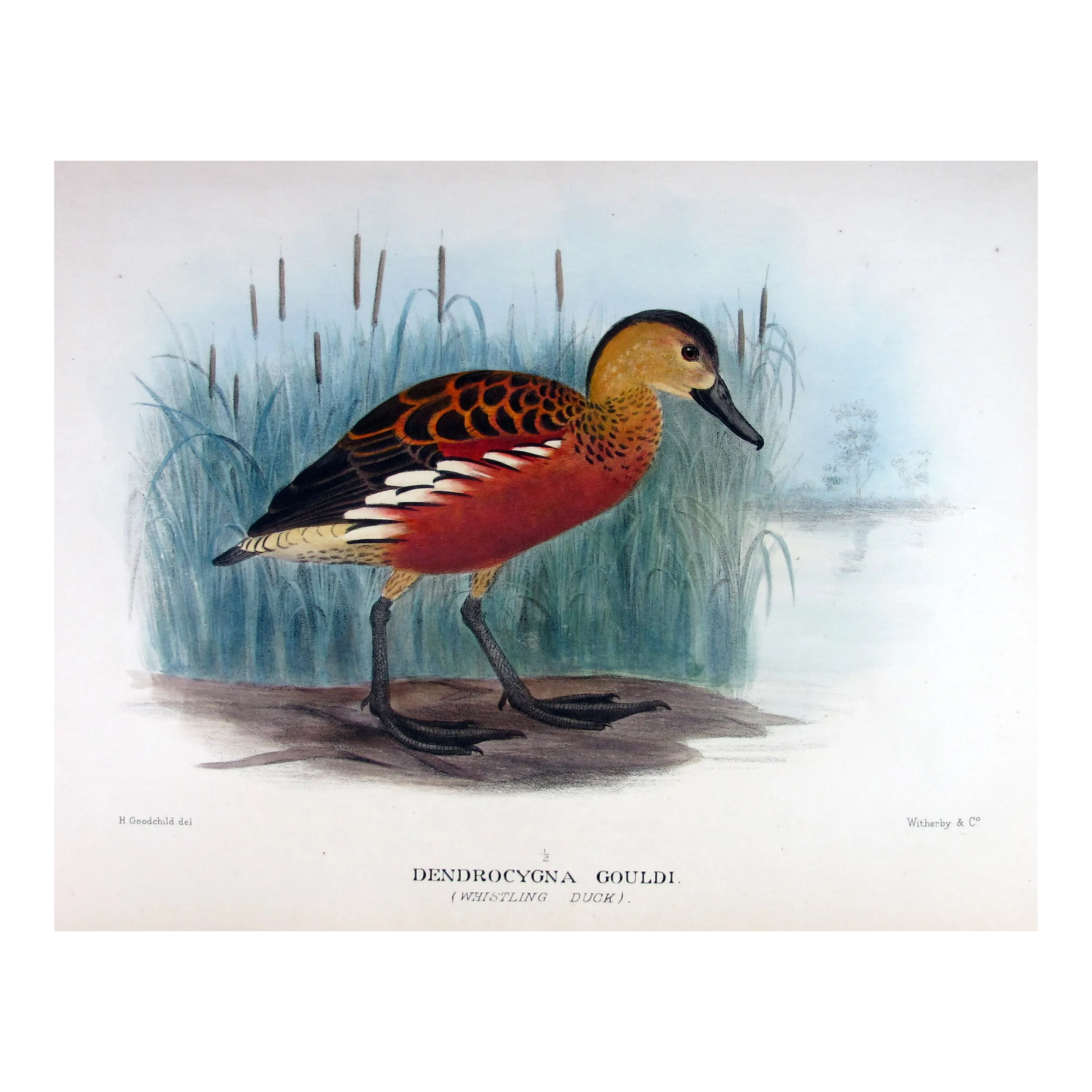 Whistling Duck by H. Goodchild – Birds of Australia