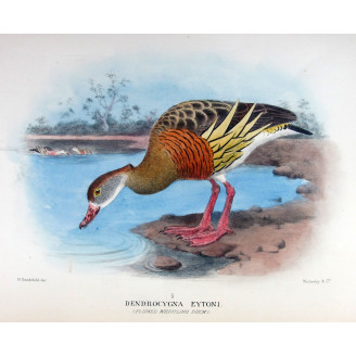 Plumed Whistling Duck by H. Goodchild – Birds of Australia