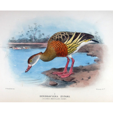 Plumed Whistling Duck by H. Goodchild – Birds of Australia