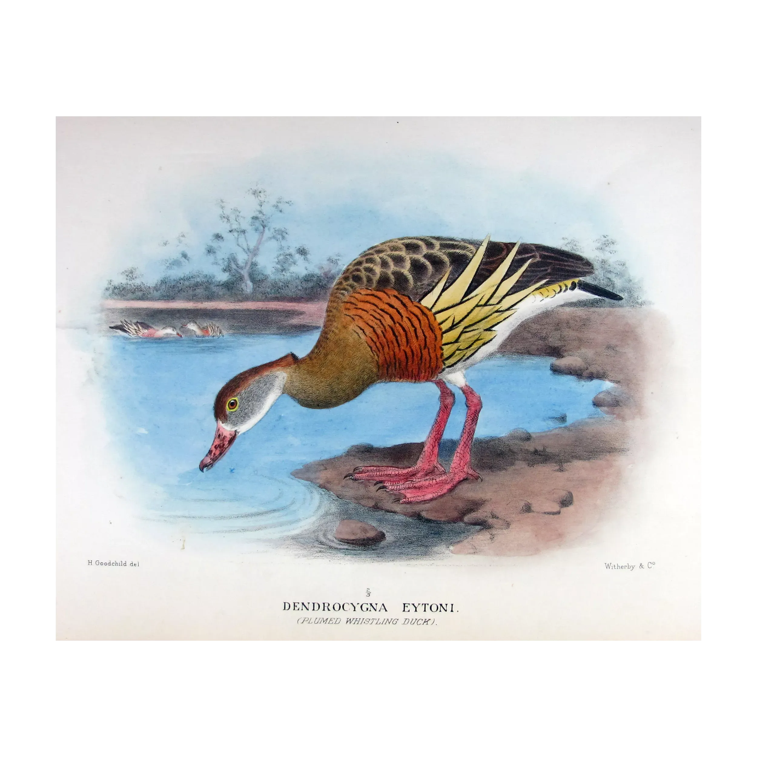 Plumed Whistling Duck by H. Goodchild – Birds of Australia