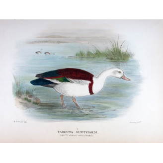 White-headed Sheldrake by Henrik Grønvold – Birds of Australia