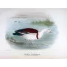 White-headed Sheldrake (*Tadorna rufitergum*) – Original lithograph by Henrik Grønvold, Mathews (1910–27)