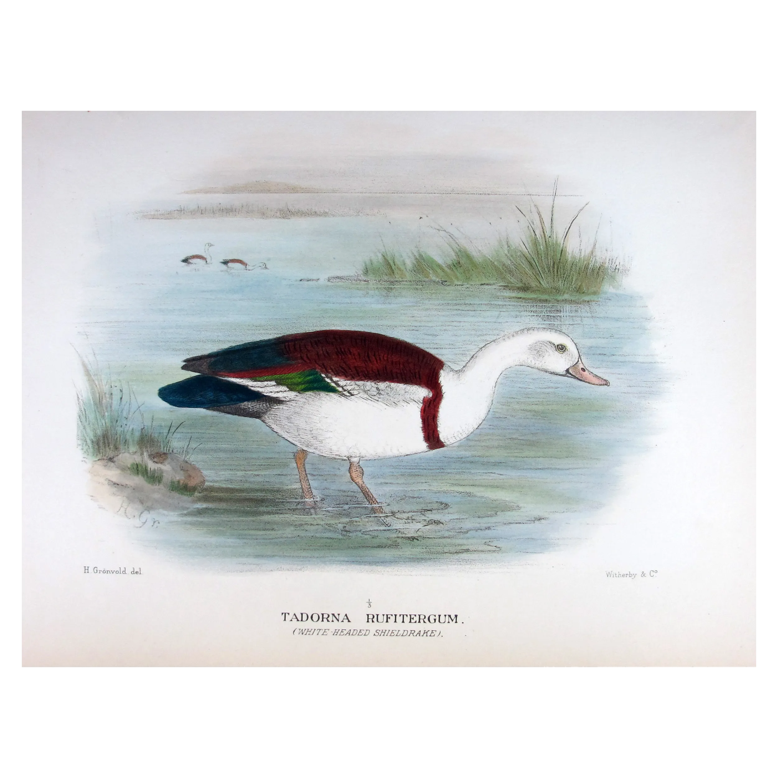 White-headed Sheldrake by Henrik Grønvold – Birds of Australia