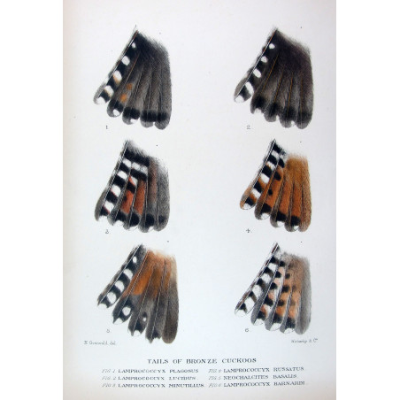 Tails of Bronze Cuckoos (*Lamprococcyx spp.*) – Original lithograph by Henrik Grønvold, Mathews (1910–27)