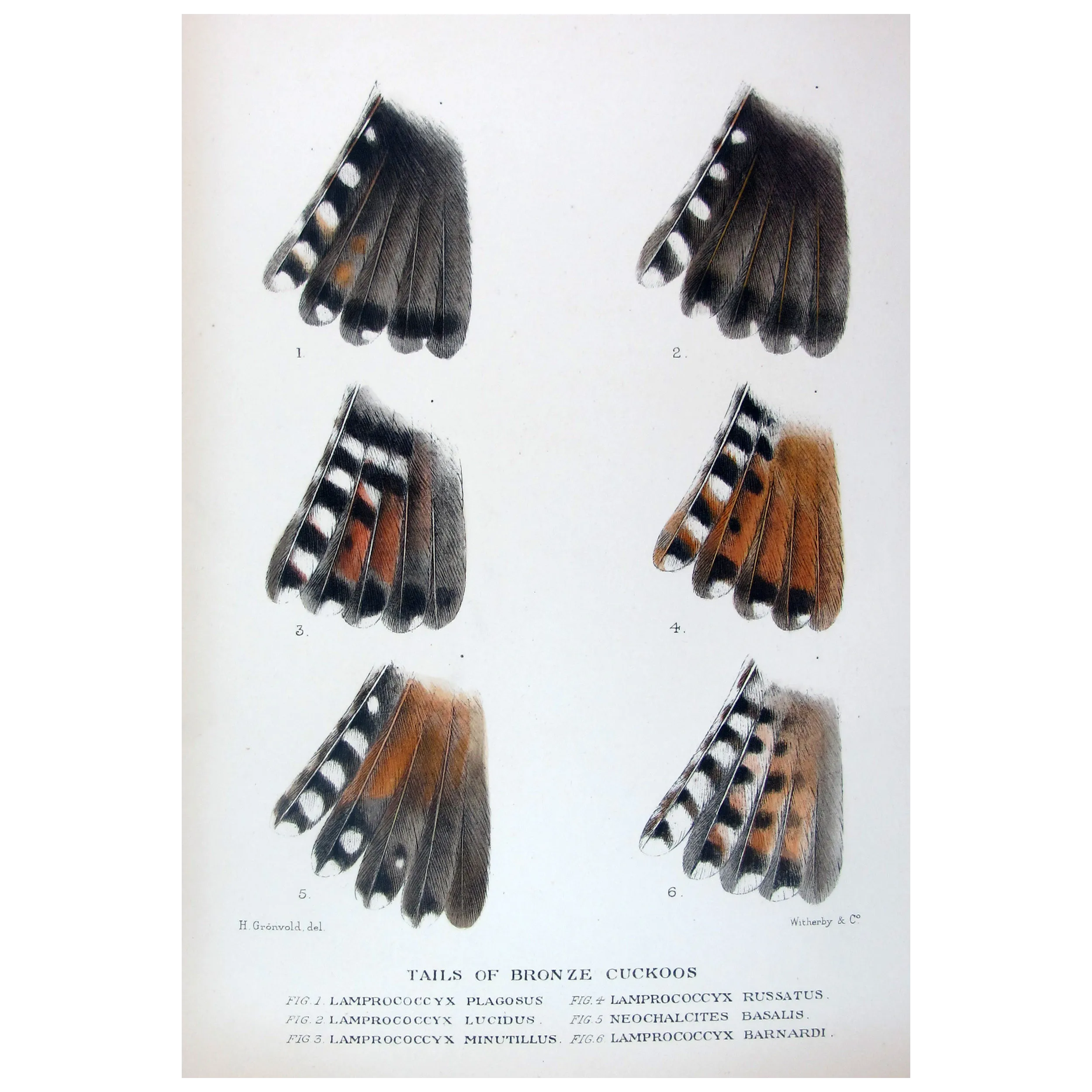 Tails of Bronze Cuckoos – Henrik Grønvold – Antique Print