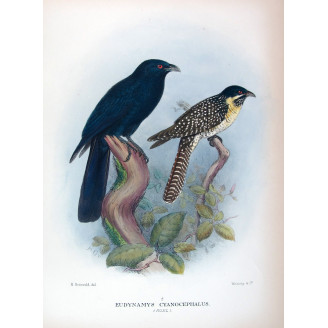 Koel (*Eudynamys cyanocephalus*) – Original lithograph by Henrik Grønvold, Mathews (1910–27)