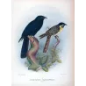 Koel (*Eudynamys cyanocephalus*) – Original lithograph by Henrik Grønvold, Mathews (1910–27)