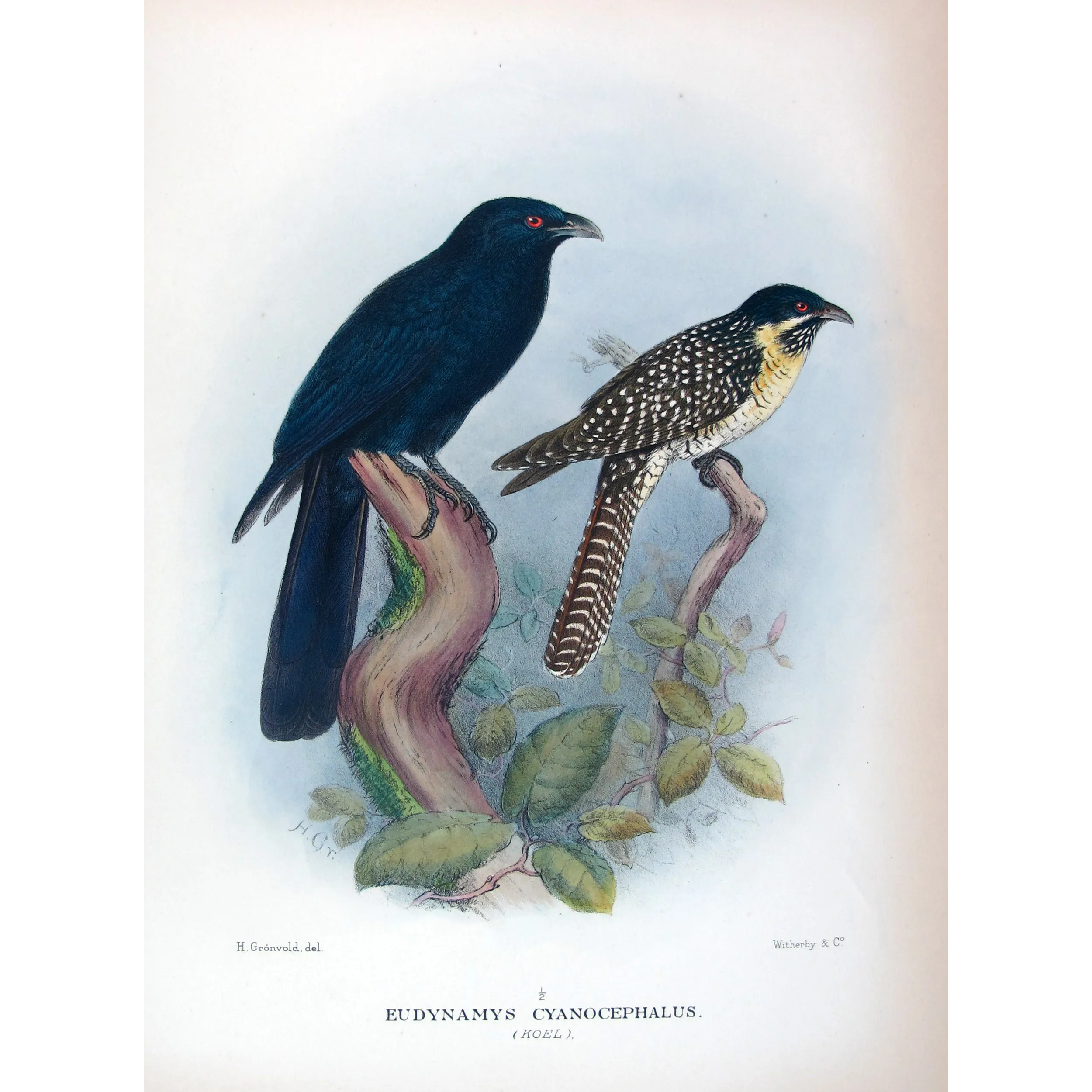 Koel by Henrik Grønvold – Antique Print – Australia