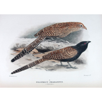 Coucal (*Polophilus phasianinus*) – Original lithograph by H. Goodchild, Mathews (1910–27)